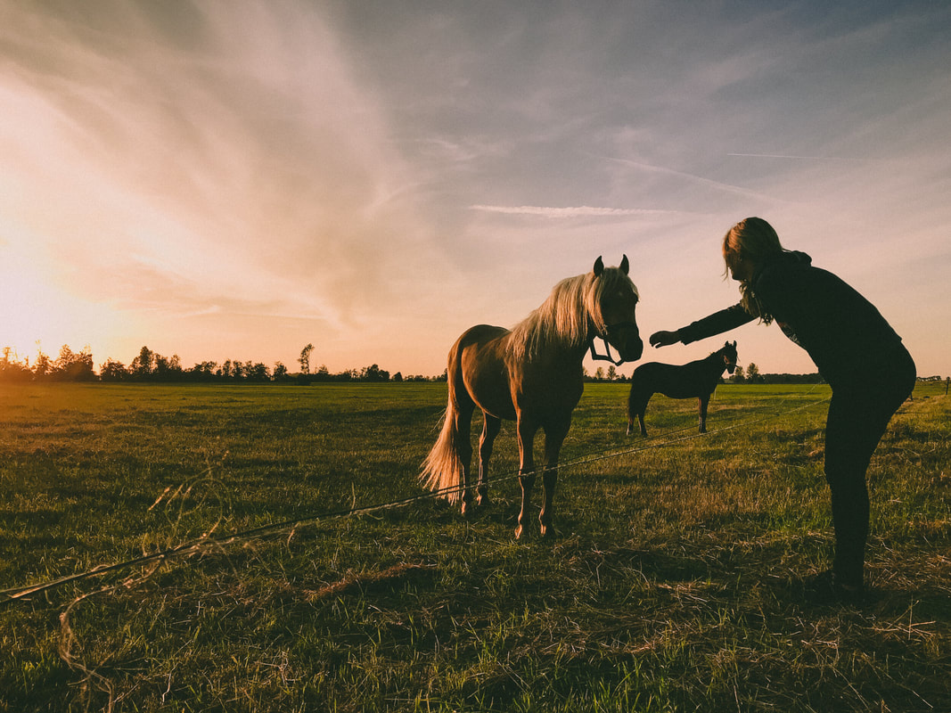 learning with horses